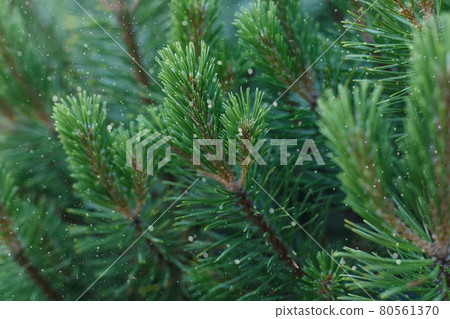 Selective focus, green fir branches close up with falling snow Selective focus, green fir branches close up with falling snow 80561370