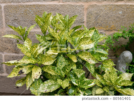 Spotted laurel or Aucuba japonica bush plant near the old stone wall 80561401