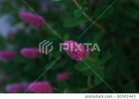 Selective focus, exotic flossy pink flower on blurred green leaves background Selective focus, exotic flossy pink flower on blurred green leaves background 80561443