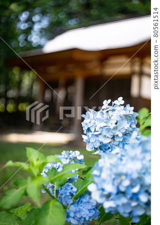 6月繡球花開的老公司 6月繡球花開的老公司 80561514