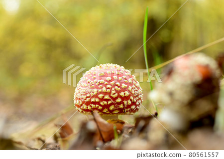 Fall. A fly agaric with a red hat grew between the fallen leaves in a deciduous forest. 80561557