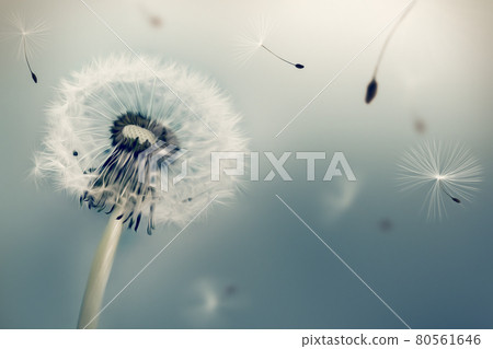 Dandelion flying seeds 80561646