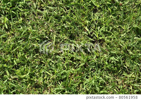 Lawn Lawn 80561958