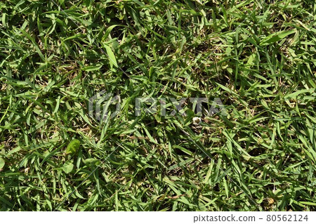 Lawn Lawn 80562124