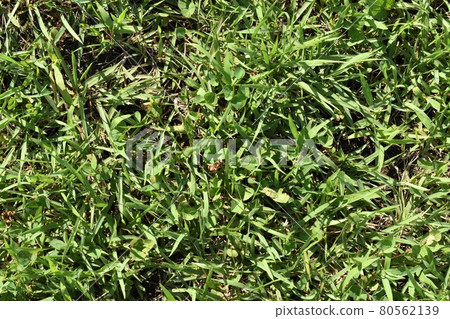 草坪 草坪 80562139