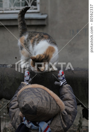A cat sitting on top of a building A cat sitting on top of a building 80562337