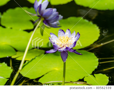 美麗地裝飾水面的熱帶睡蓮花 美麗地裝飾水面的熱帶睡蓮花 80562339