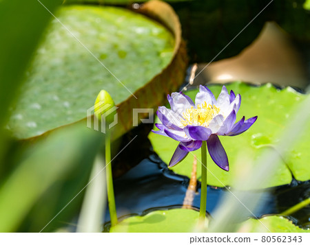 美麗地裝飾水面的熱帶睡蓮花 80562343