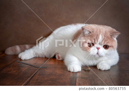 A beautiful exotic Shorthair cat lies on the brown background of the Studio. 80563735