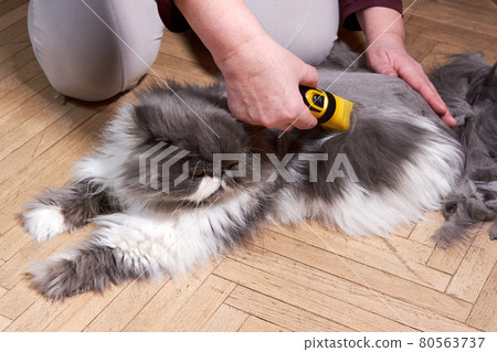 Haircut of a fluffy gray Persian cat at home Haircut of a fluffy gray Persian cat at home 80563737