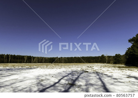 Winter in Kampinos National Park - Poland Winter in Kampinos National Park - Poland 80563757