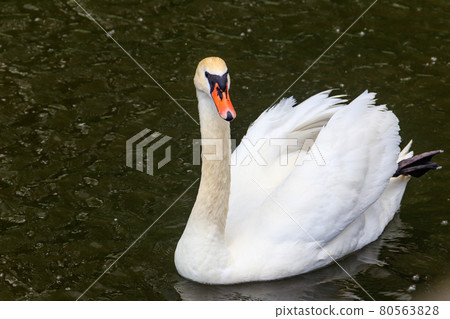 White swan swimming on the lake 80563828
