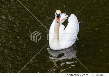 White swan swimming on the lake White swan swimming on the lake 80563830