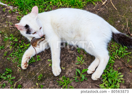 White cat caught a mouse in grass White cat caught a mouse in grass 80563873