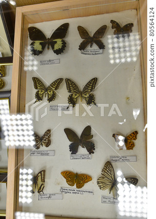 Butterflies collection framed under glass 80564124