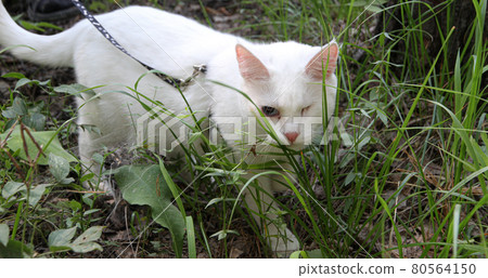 white cat with one eye on the walk 80564150