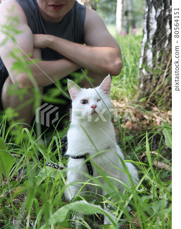 white cat with one eye on the walk 80564151