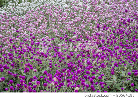 gomphrena flowers background 80564195