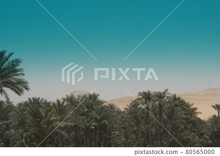 從埃及尼羅河遊船看到的沙漠和綠洲棕櫚樹 80565000
