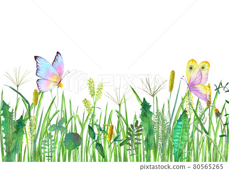 Meadow wild flowers, herbs, grasses and butterflies. Watercolor hand drawn botanical illustration Meadow wild flowers, herbs, grasses and butterflies. Watercolor hand drawn botanical illustration 80565265