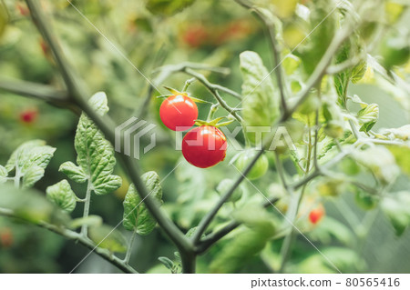 cherry tomato harvest under artificial light of HPS grow lamp 80565416