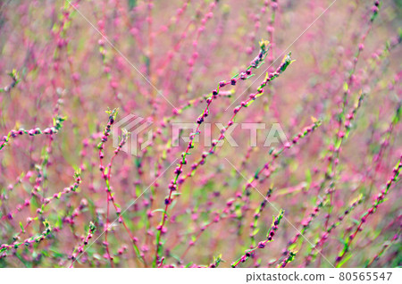 Scoparia leaf pattern 80565547