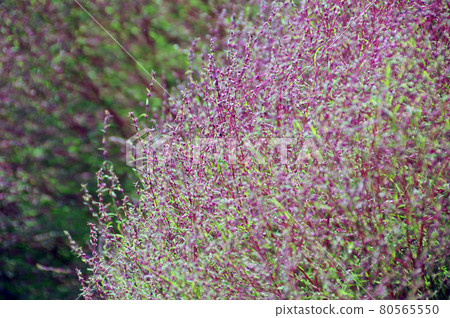 Scoparia leaf pattern 80565550