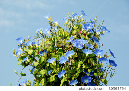Morning glory Morning glory 80565764