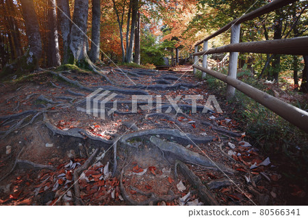 trail in the autumn forest trail in the autumn forest 80566341