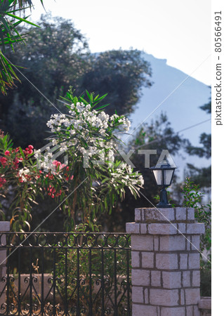Nerium oleander against the background of the mountains Nerium oleander against the background of the mountains 80566491
