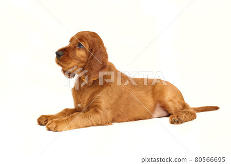 charming Irish setter puppy of brown color on a white background 80566695