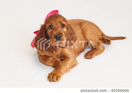 charming Irish setter puppy of brown color on a white background 80566698