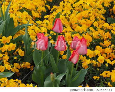 Tulip 80566835