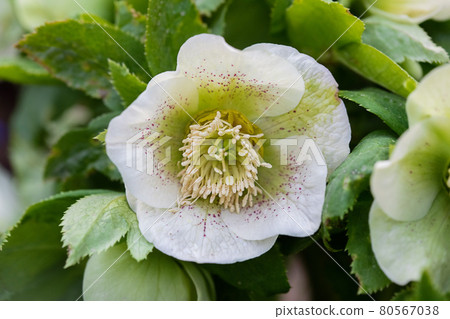 Close up view of Helleborus orientalis spring flower in the flowerbed. 80567038