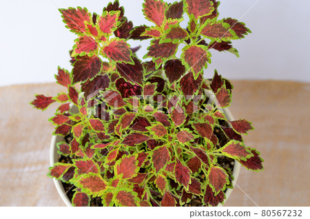 Cultivar Coleus Great Fall Potted 80567232