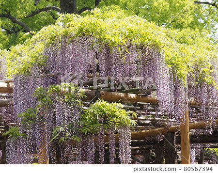 Wisteria in the wisteria garden 80567394