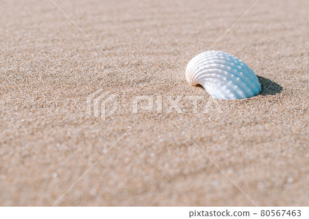 Shell sea with seashells, shells on sand tropical ocean beach. Copy space of summer vacation and business travel concept. 80567463