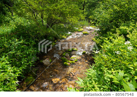 （群馬縣）從源頭流出的茶藻公園 80567548