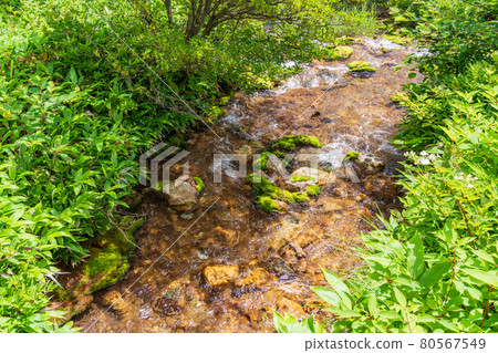 (群馬縣)從源頭流出的茶藻公園 (群馬縣)從源頭流出的茶藻公園 80567549