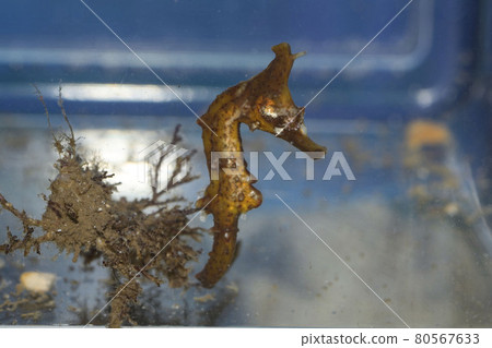 Seahorse Pipefish Dragon Spawn 80567633