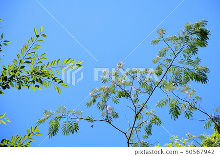 Nemnoki花 80567942