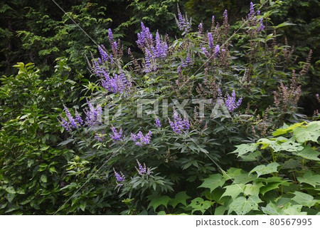 Carrot carrot flower Carrot carrot flower 80567995