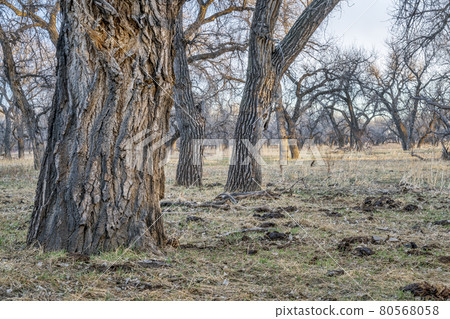 riparian forest in eastern Colorado 80568058