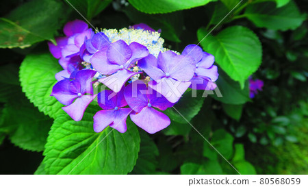 Landscape with flowers of hydrangea Landscape with flowers of hydrangea 80568059