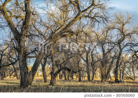 riparian forest in eastern Colorado 80568060