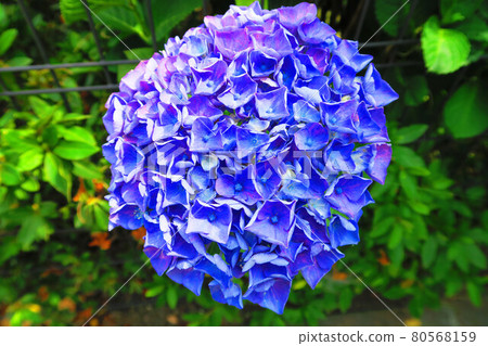 Hydrangea flower (Western hydrangea etc.) Hydrangea flower (Western hydrangea etc.) 80568159