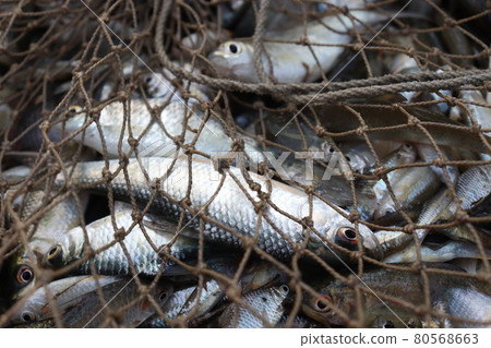 tasty and healthy fish stock on shop for sell tasty and healthy fish stock on shop for sell 80568663