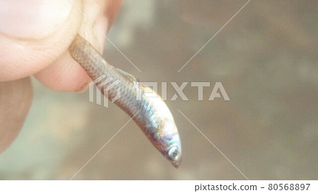 small fish on a fisherman hand for cooking small fish on a fisherman hand for cooking 80568897