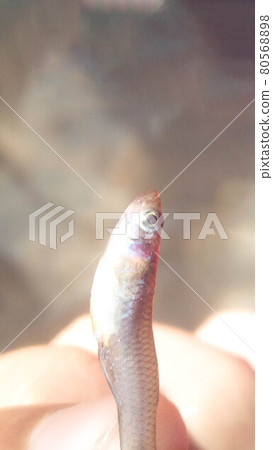 small fish on a fisherman hand for cooking 80568898