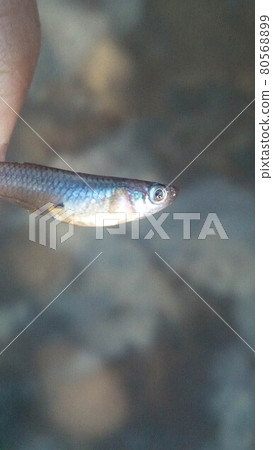 small fish on a fisherman hand for cooking small fish on a fisherman hand for cooking 80568899